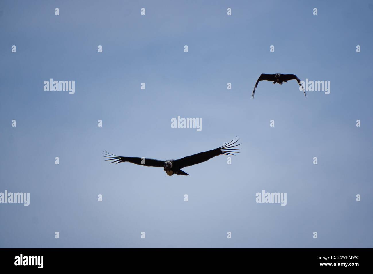 Curated visual reference: High Altitude Canyon Photography Reference: Andean Condor Flying Gracefully Over Mirador Del Condor In Colca