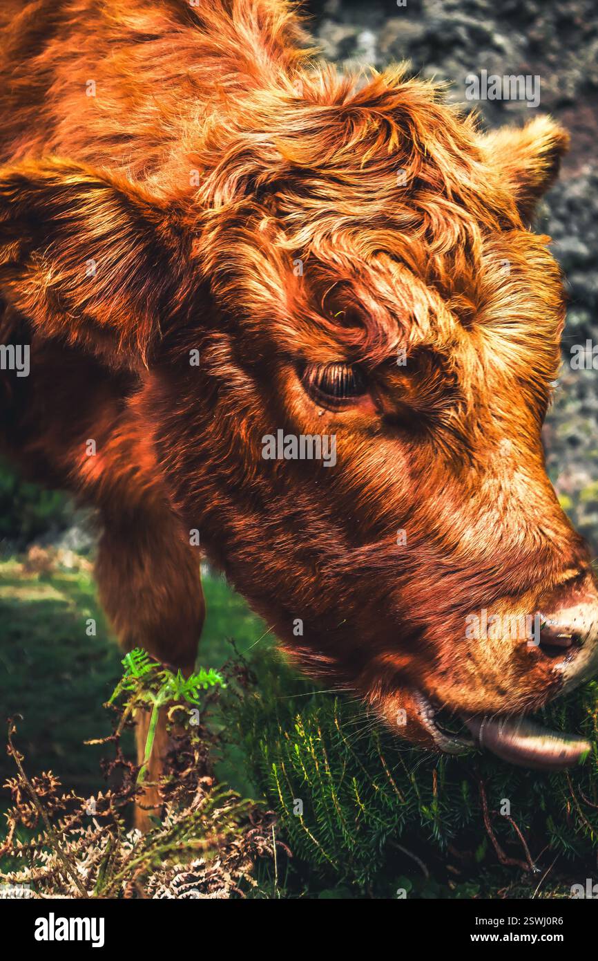 Cute cow photo hi-res stock photography and images - Alamy