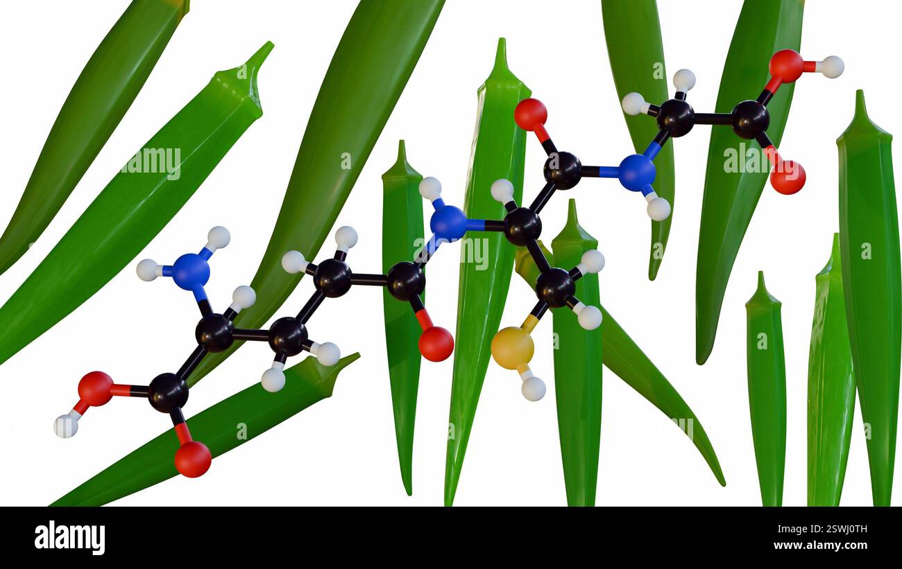 okra glutathione Okra plantation hi-res stock photography and images