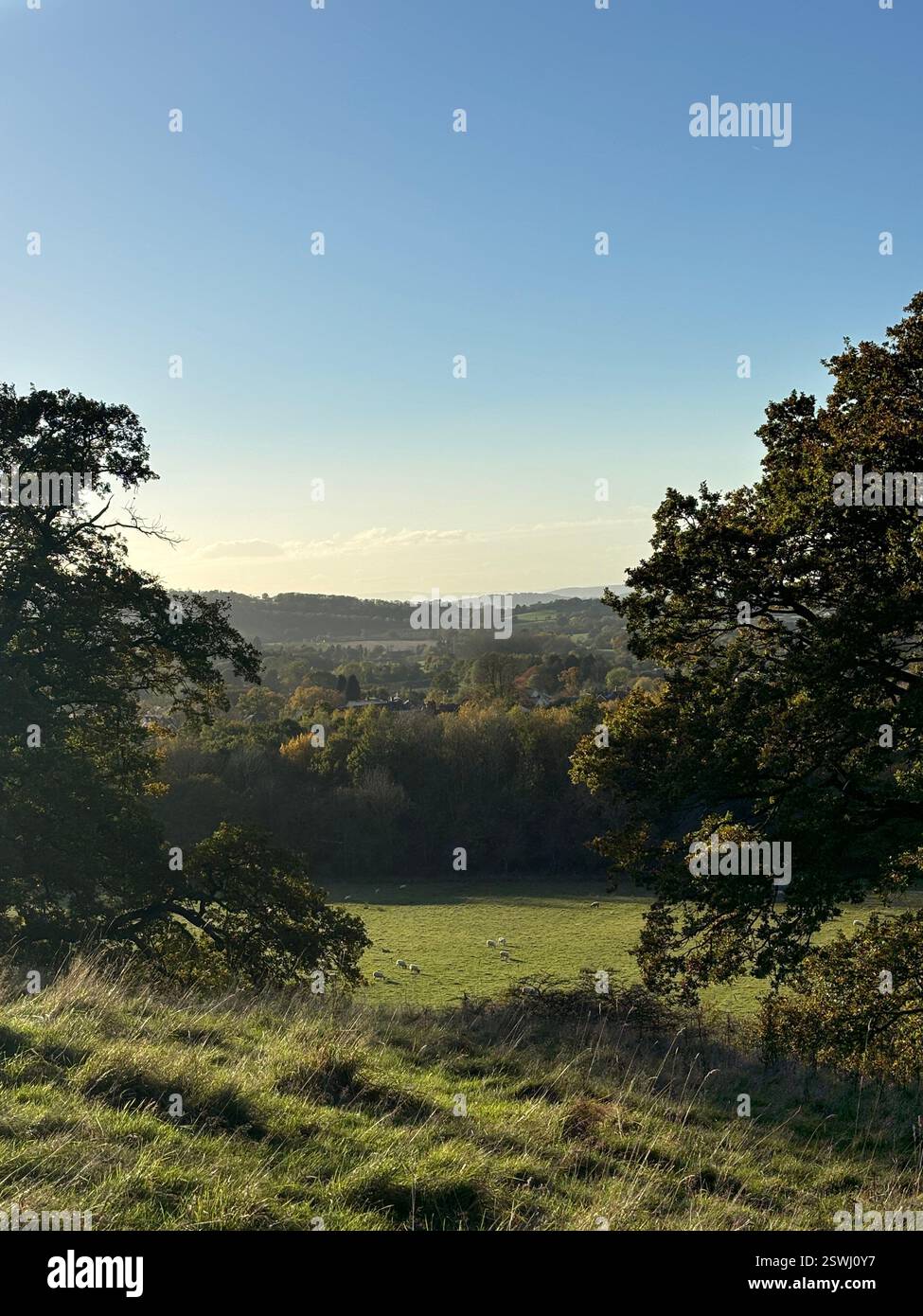 A peaceful countryside scene with rolling green fields, trees, a clear blue sky. Warm sunlight highlights the natural beauty, creating a scenic view. - Smartphone Captured Stock Image