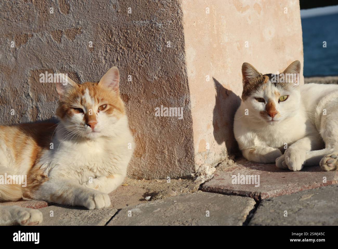 Two Cats Sun Bathing On The Sea Stock Photo