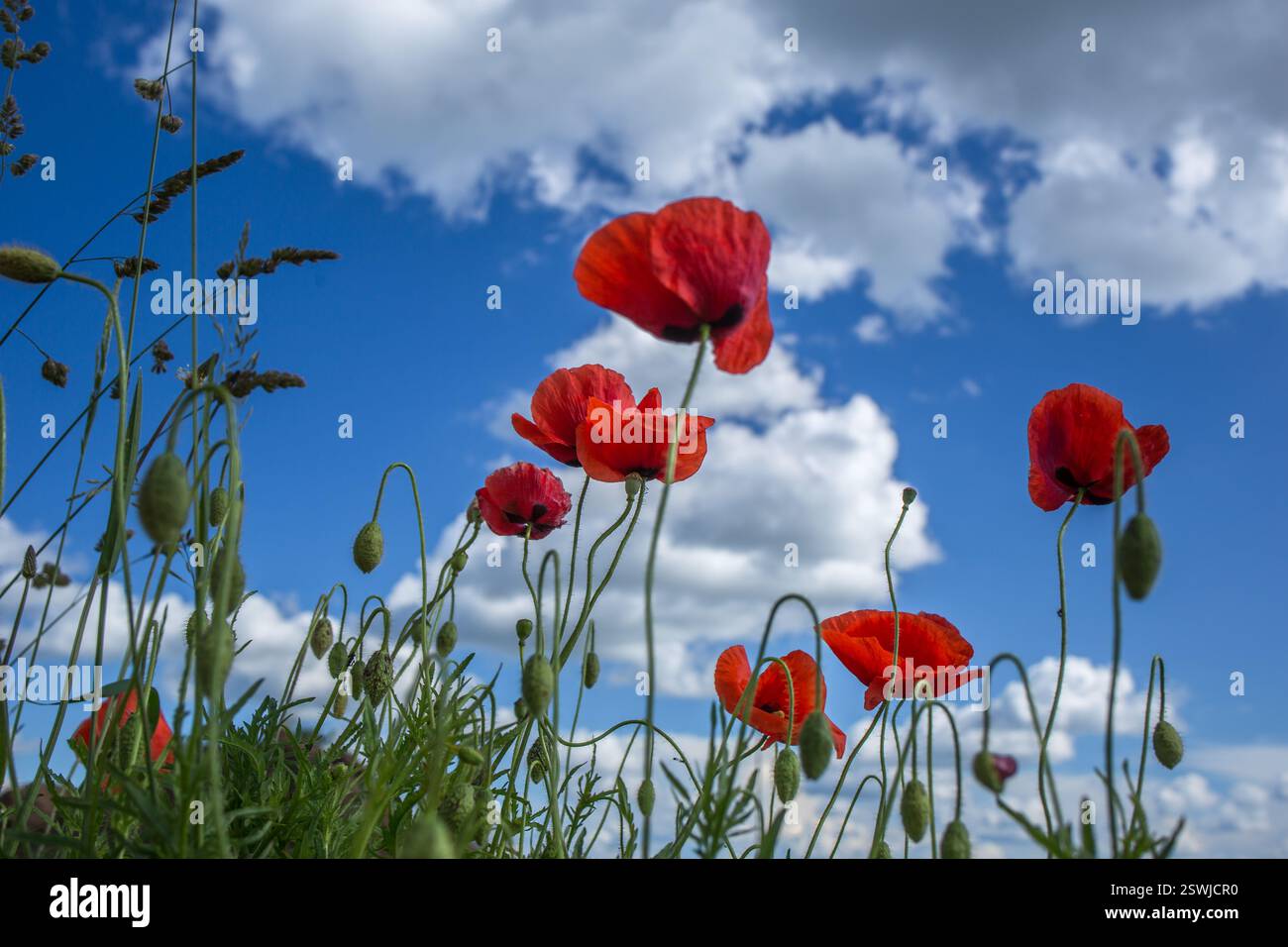 Poppies flowers blue sky clouds hi-res stock photography and images - Alamy