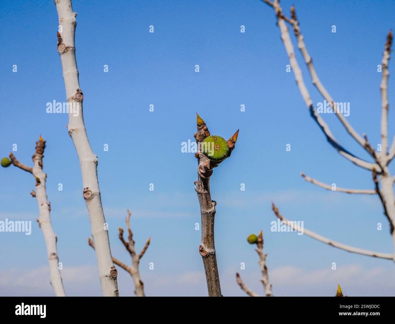 Garrucha Andalusien Spanien Berge Landschaft Feigen am Vaum Felsen ... Garrucha Andalusien Spanien Berge Landschaft Feigen am Vaum Felsen ...