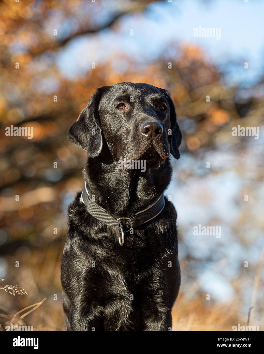 Fall detection hi-res stock photography and images - Alamy