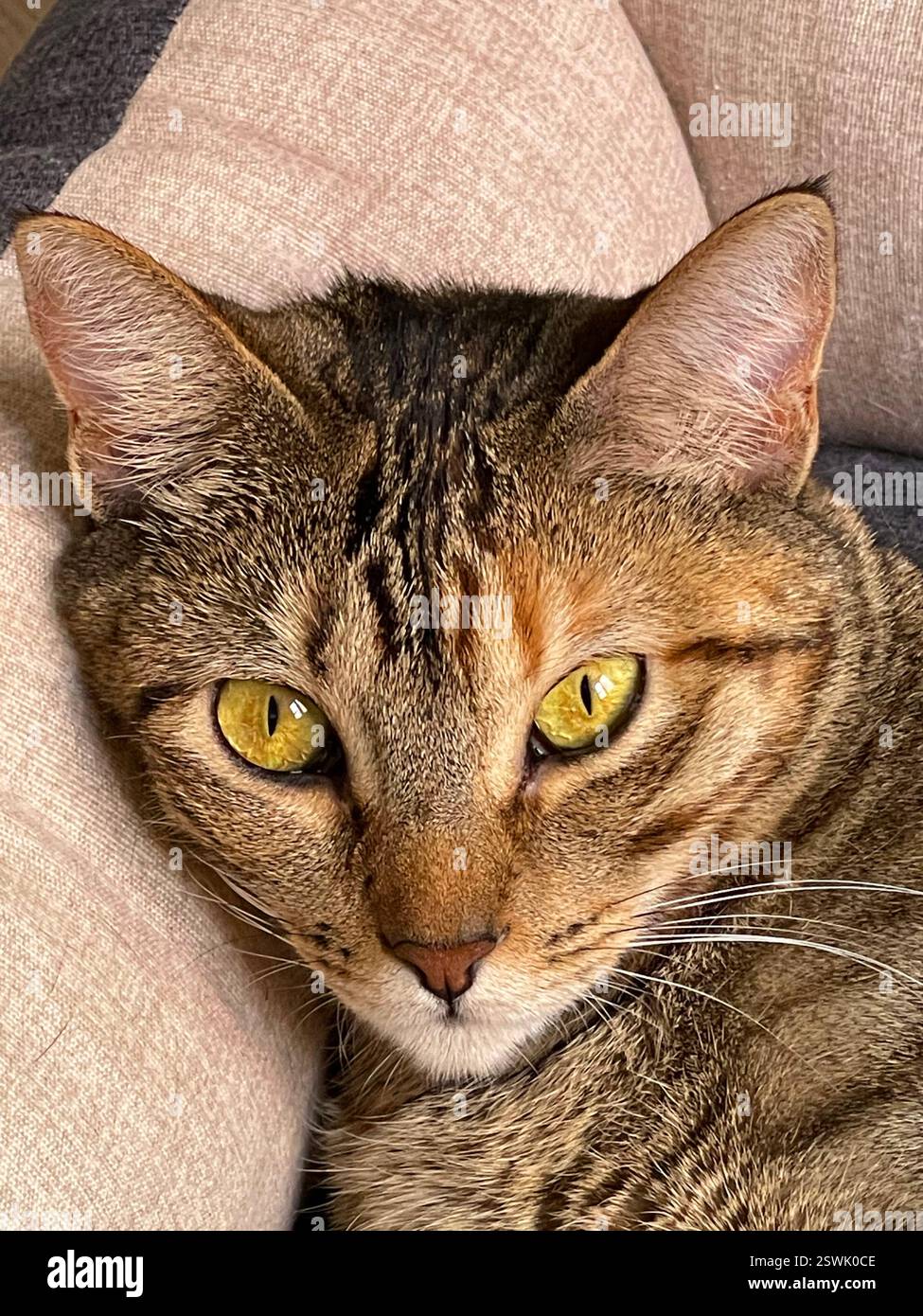 Tabby cat. Close view. - Smartphone Captured Stock Image