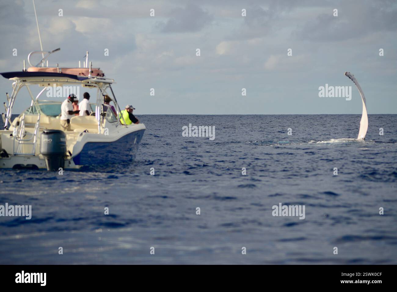 Whale watching caribbean hi-res stock photography and images - Alamy