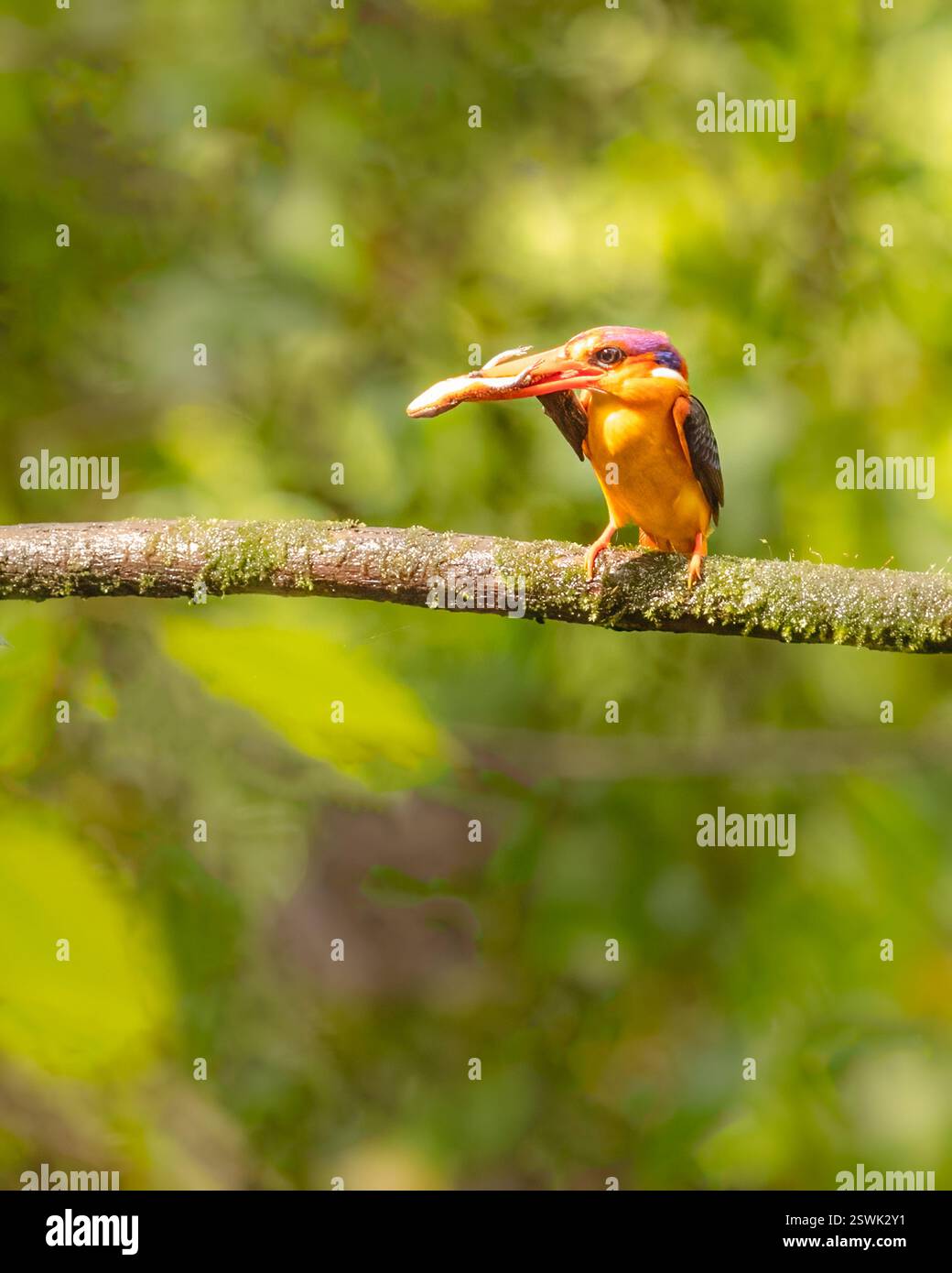 A Oriental Dwarf Kingfisher perching on a tree Stock Photo