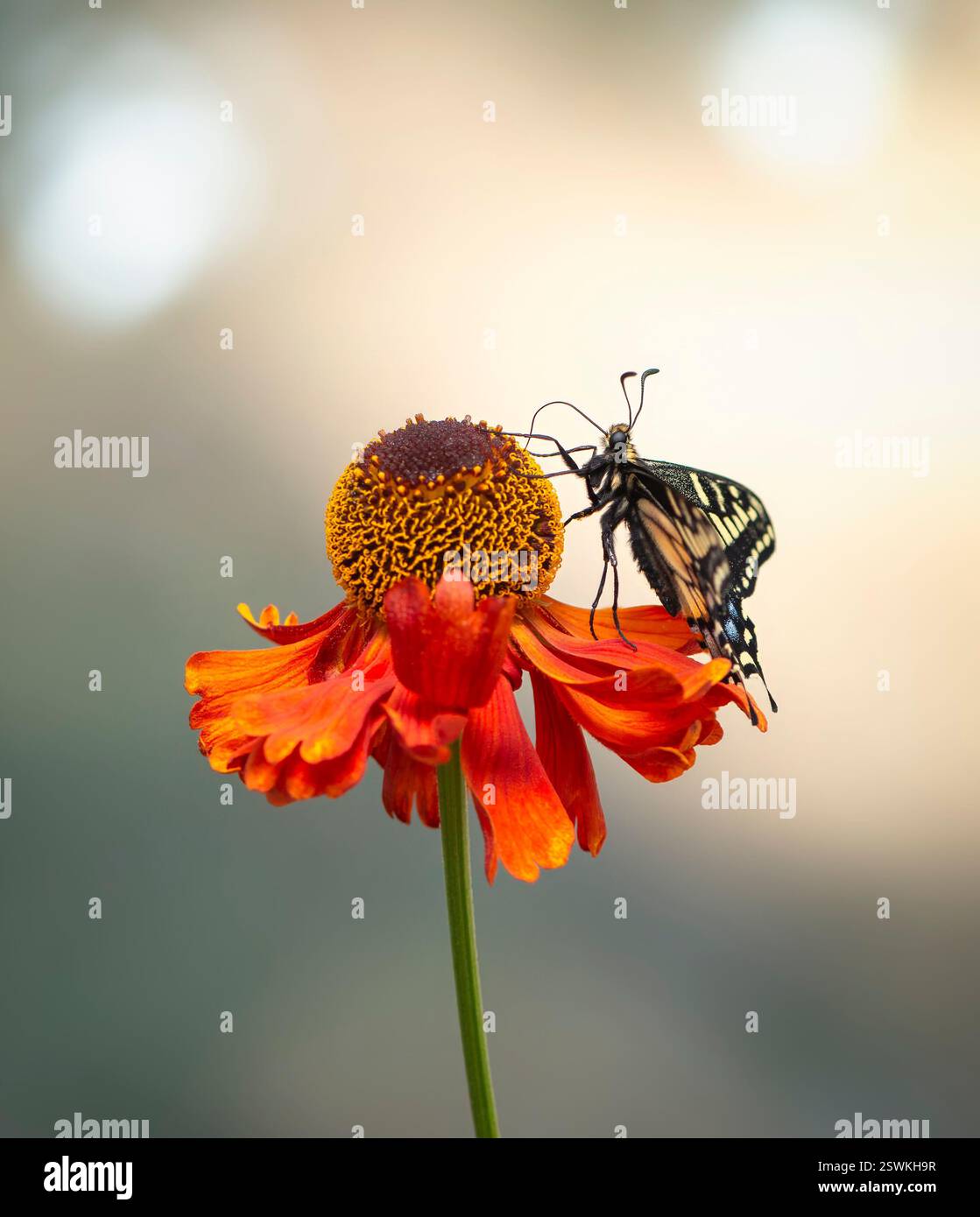 Macro of an anise swallowtail butterfly (papilio zelicaon) feeding on a red helenium flower Stock Photo