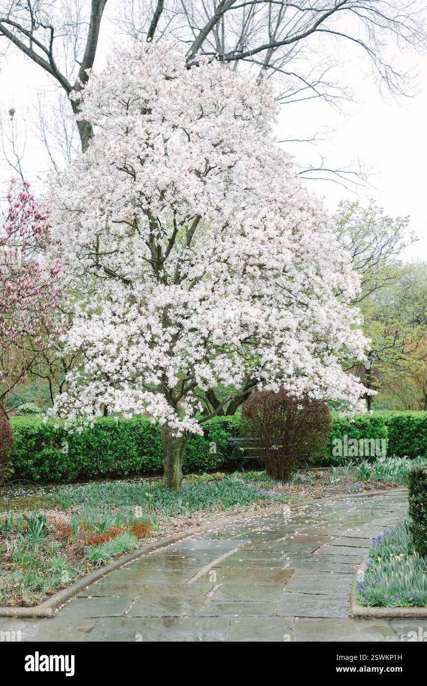 Magnolia tree in urban setting hi-res stock photography and images - Alamy