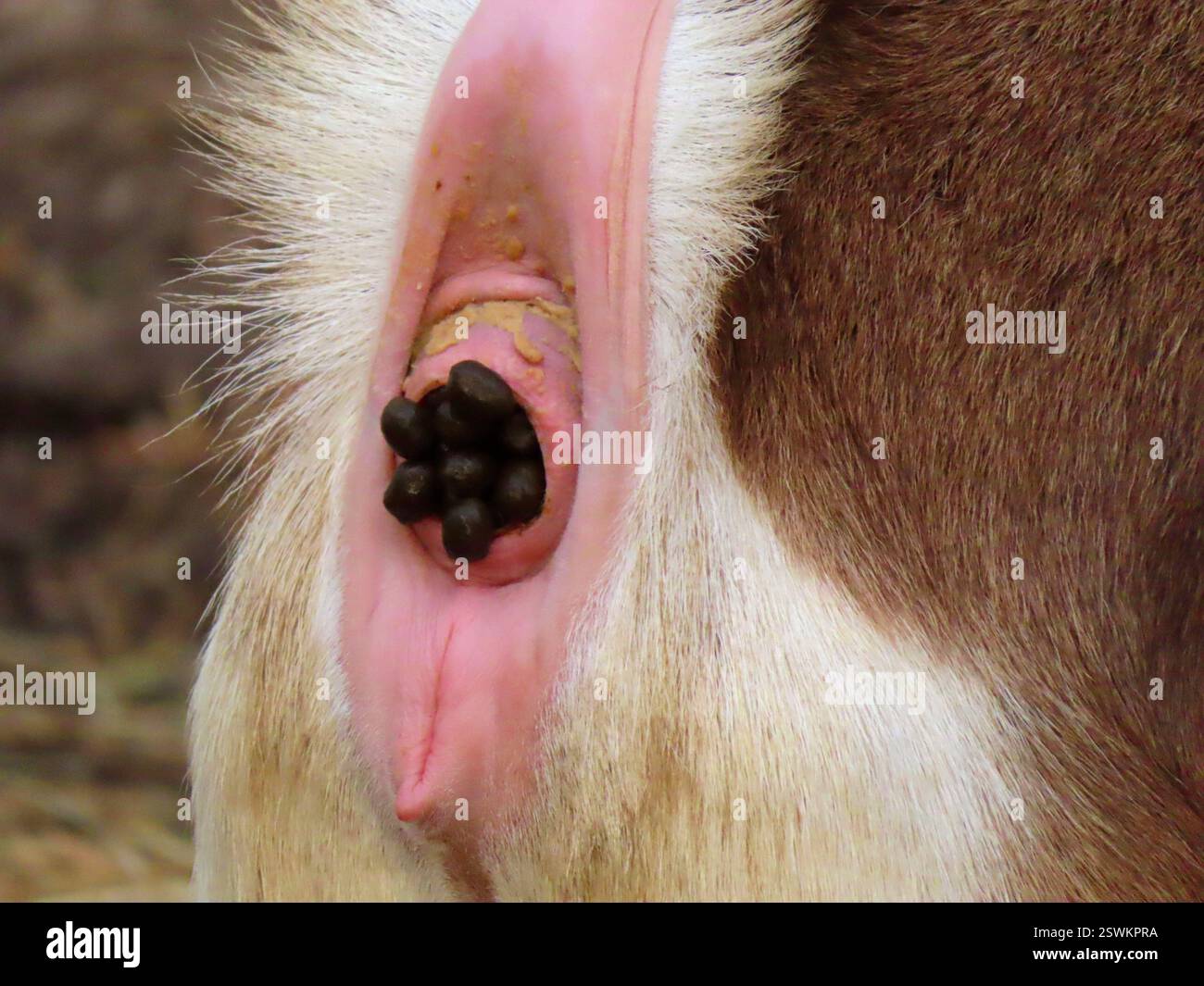Goat dung hi-res stock photography and images - Alamy