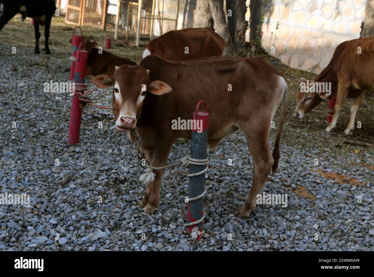 Tether Cow Tethered animals hi-res stock photography and images - Alamy