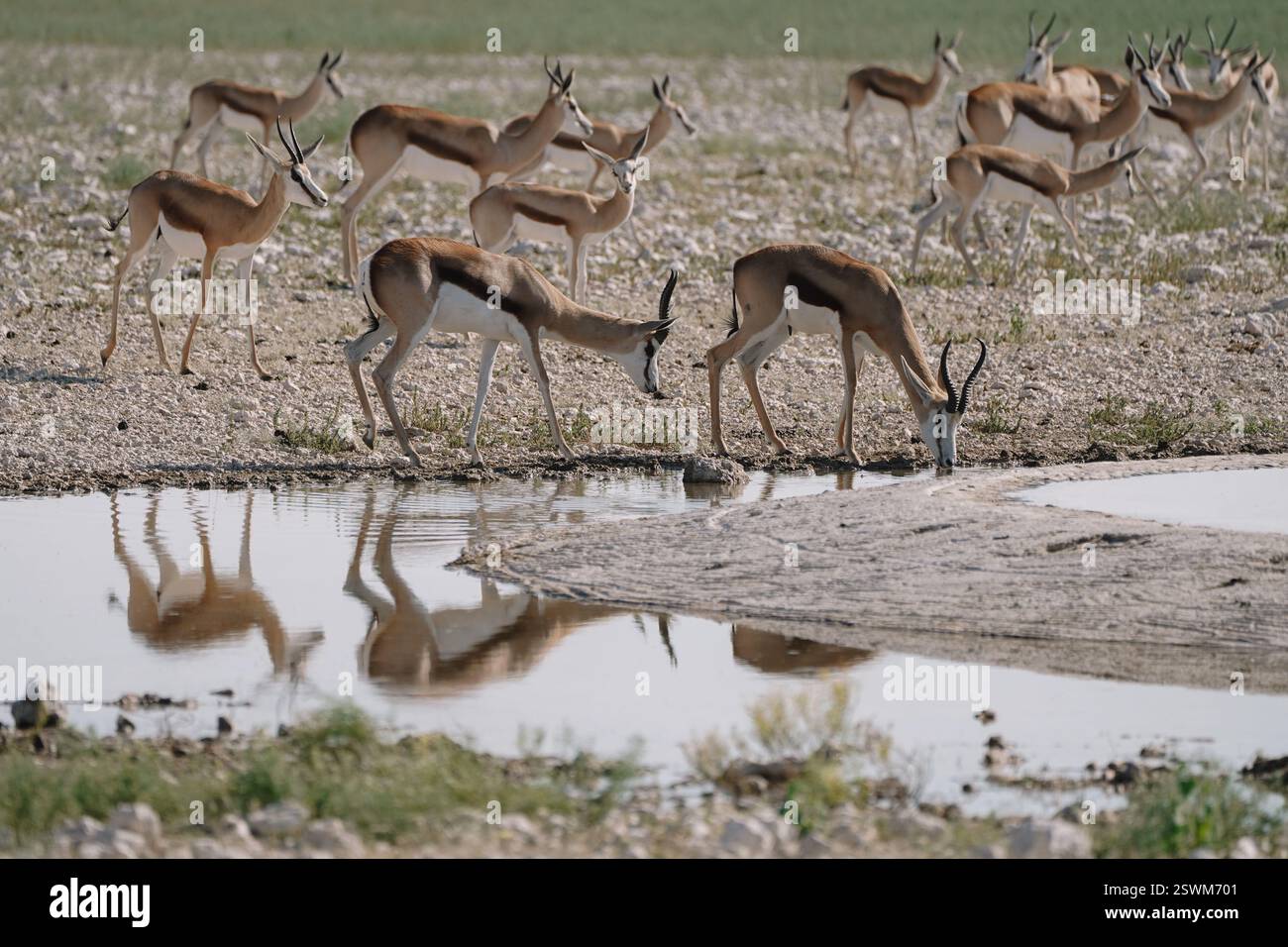 Group of the beautiful springboks drinking at the watering hole in the ...