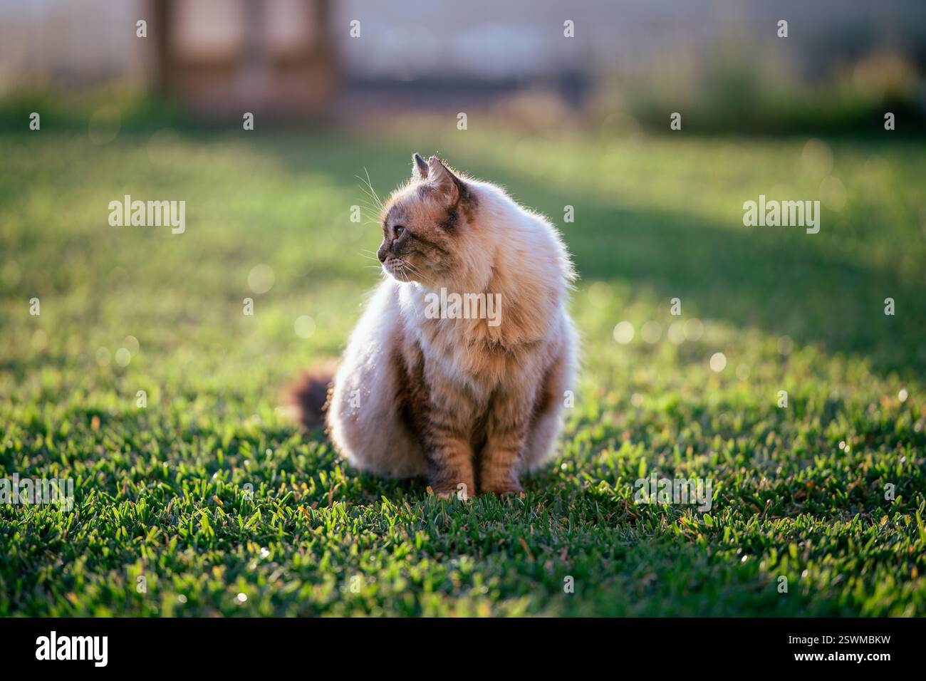 A fluffy cat in the sunset on the green grass Stock Photo - Alamy