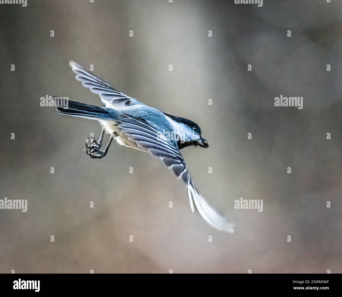 A small bird is captured mid-flight with its wings elegantly spread out ...