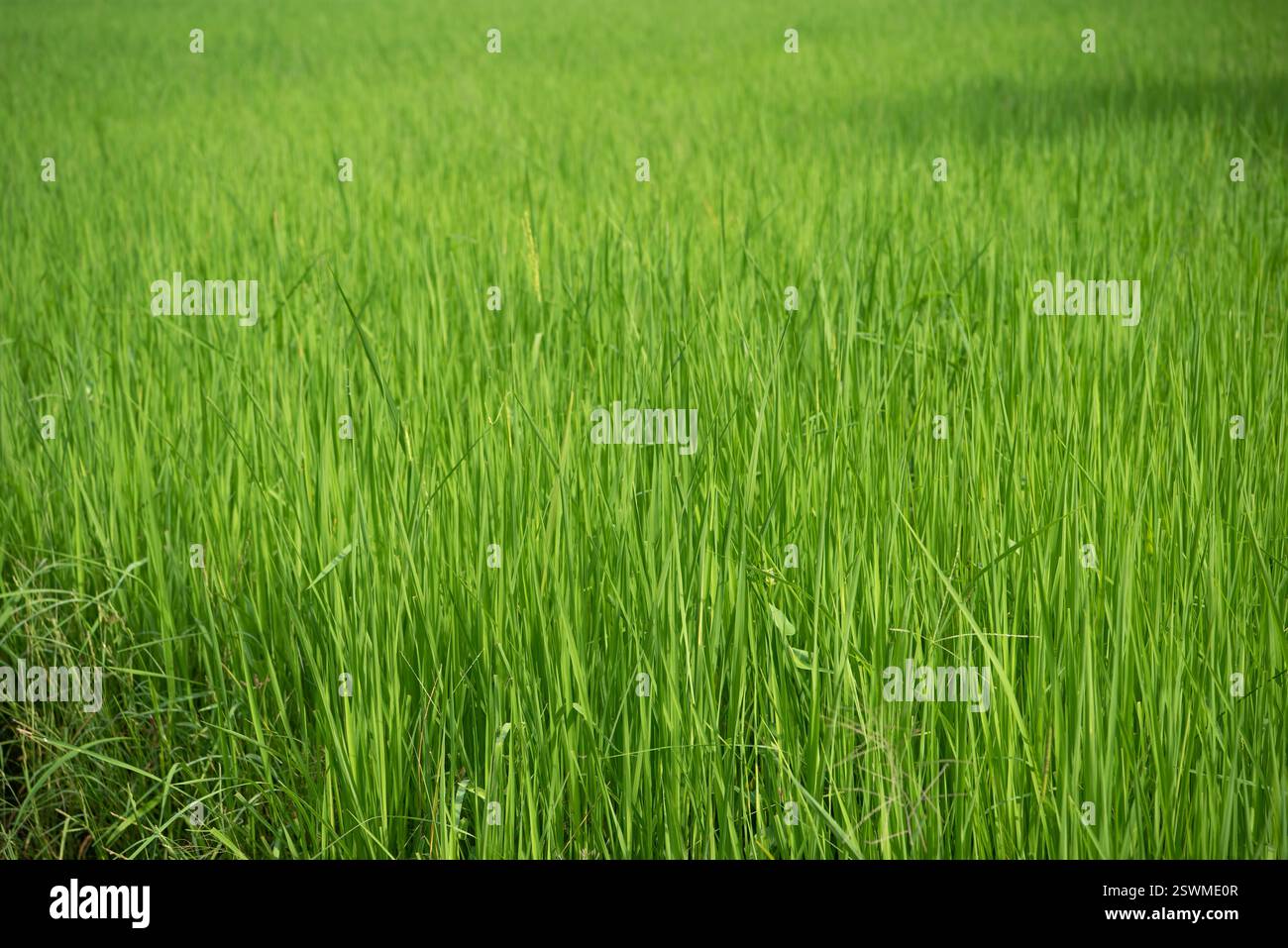 Nature of rice field on rice paddy green color lush growing is a ...