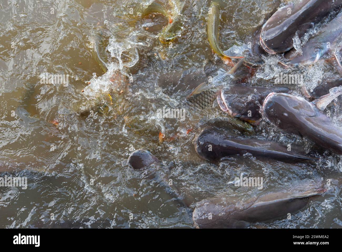 Snake Catfish Hungry catfish swarm feeding pond hi-res stock photography and images ...