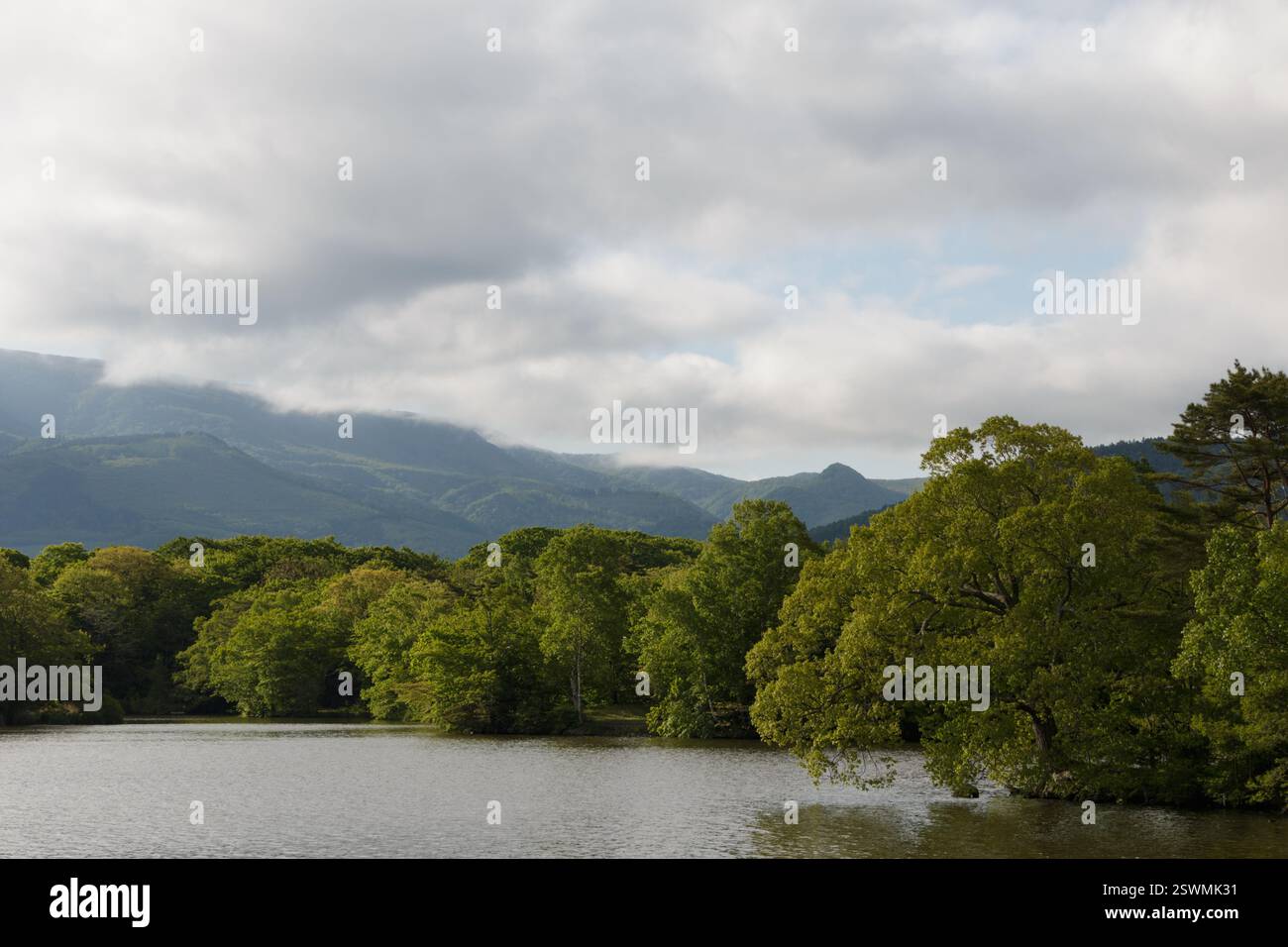 Lush green trees and water hi-res stock photography and images - Alamy