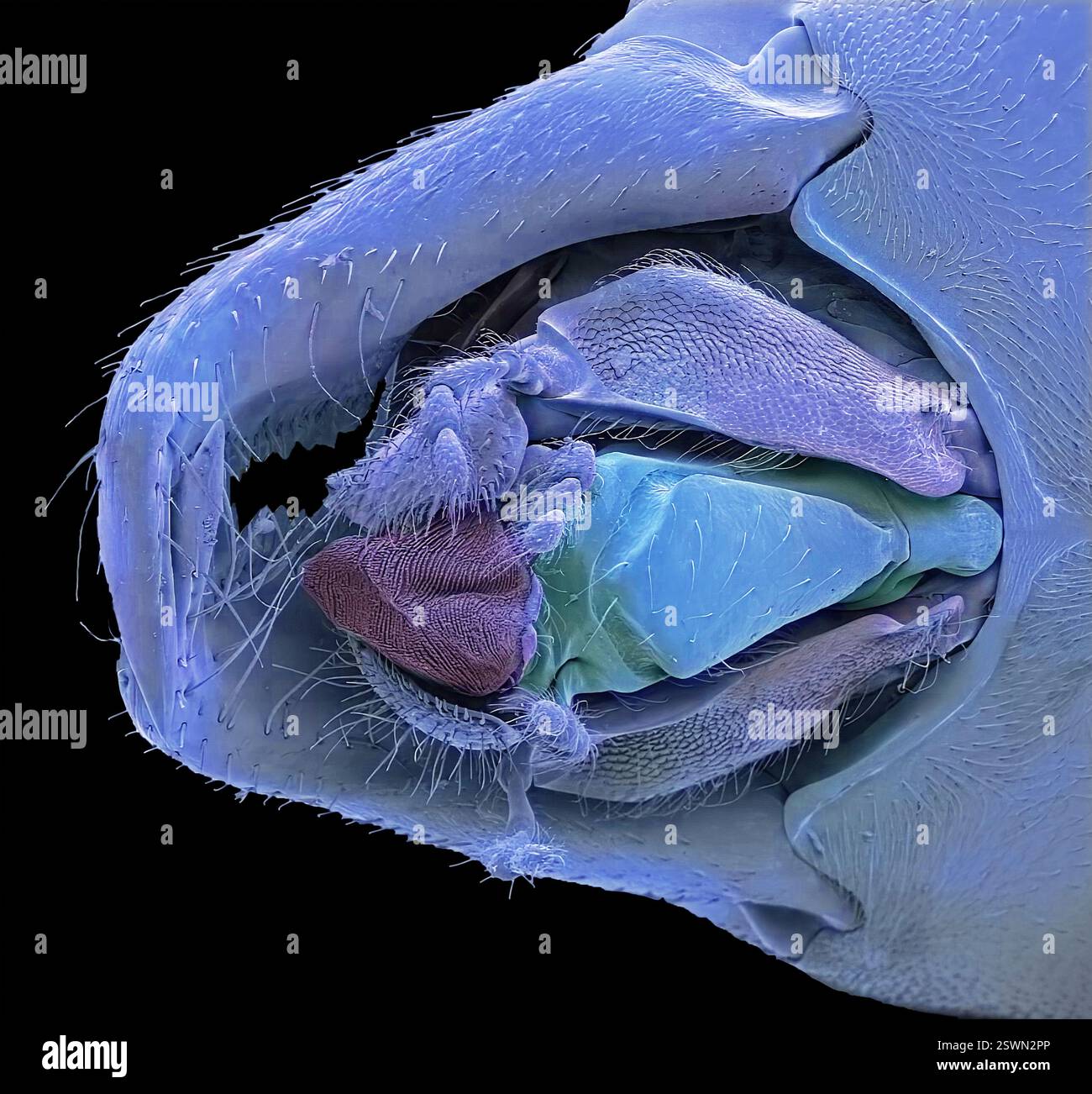 Ant mouth parts.Coloured scanning electron micrograph (SEM) of the ...