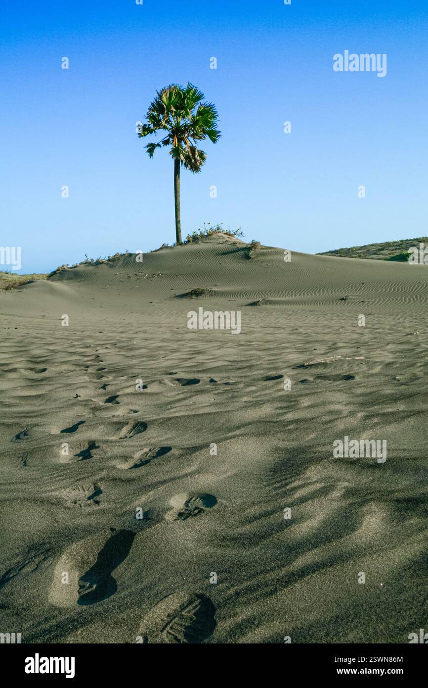 A solitary palm tree stands tall on a sandy dune under a clear blue sky ...