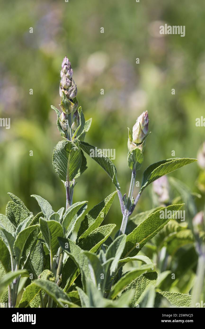Flower buds of sage (salvia officinalis) Stock Photo