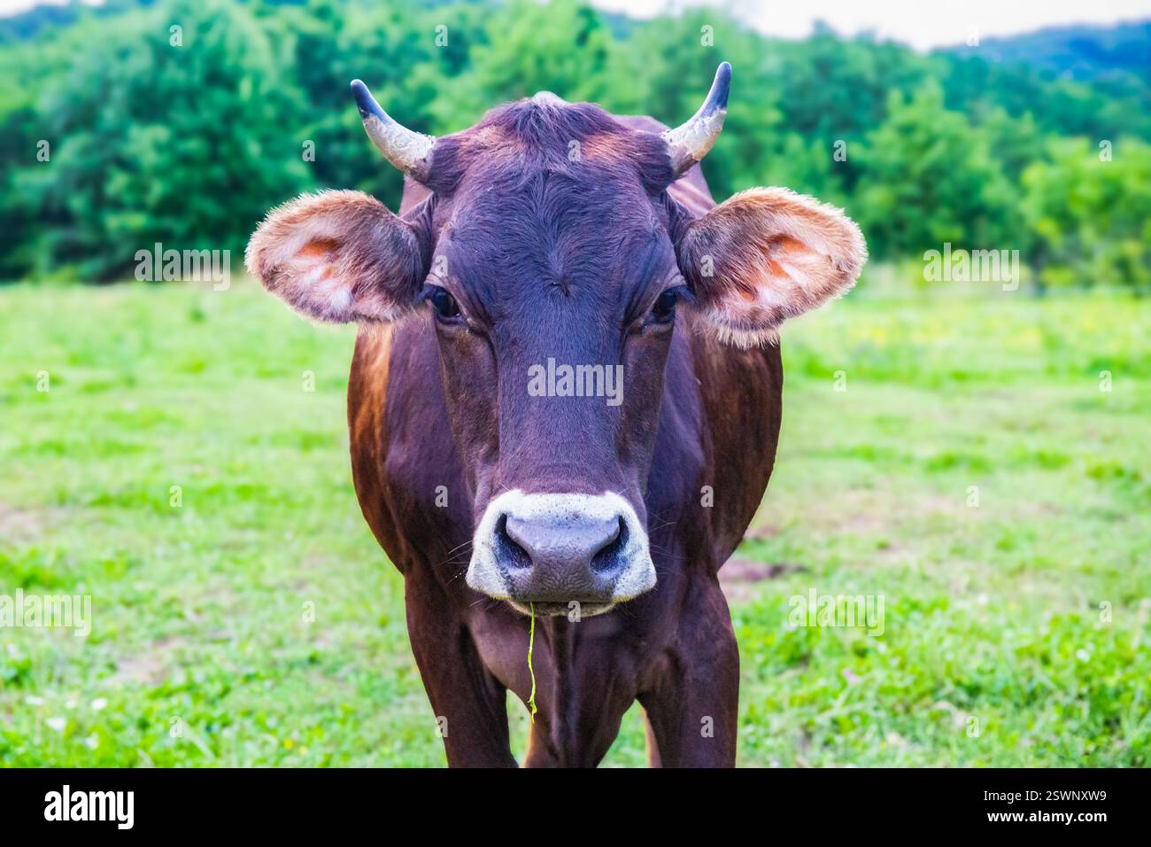 A brown cow staring at the camera in a lush green pasture. Stock Photo