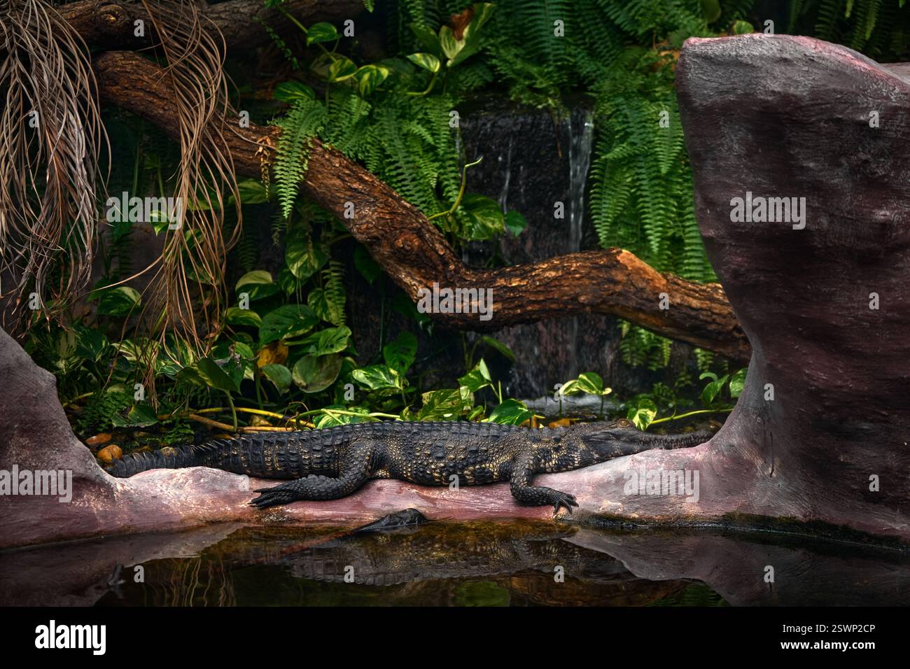 West African slender-snouted crocodile, Mecistops cataphractus, big lizard from Africa. Nature of Ivory Coast, also known as Côte d'Ivoire. Crocodile Stock Photo