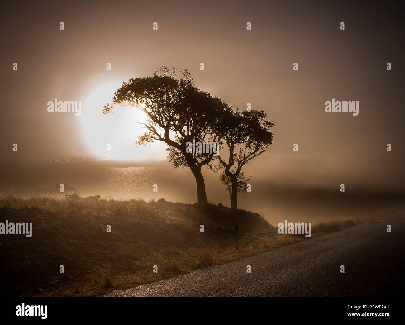 tree in silhouette at sunrise Stock Photo - Alamy