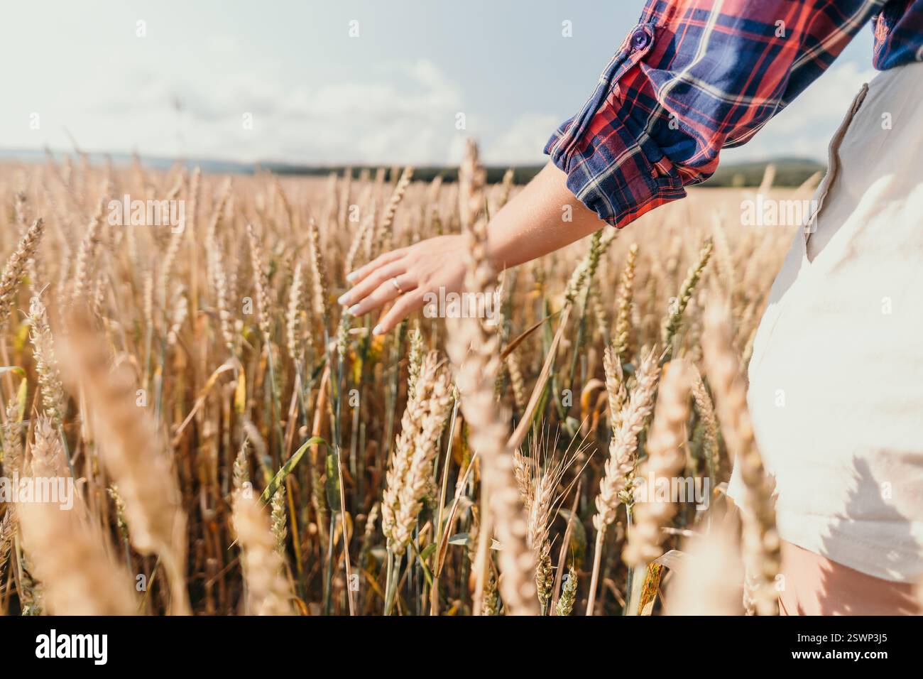Hand Reaching Through Golden Wheat Stock Photo - Alamy