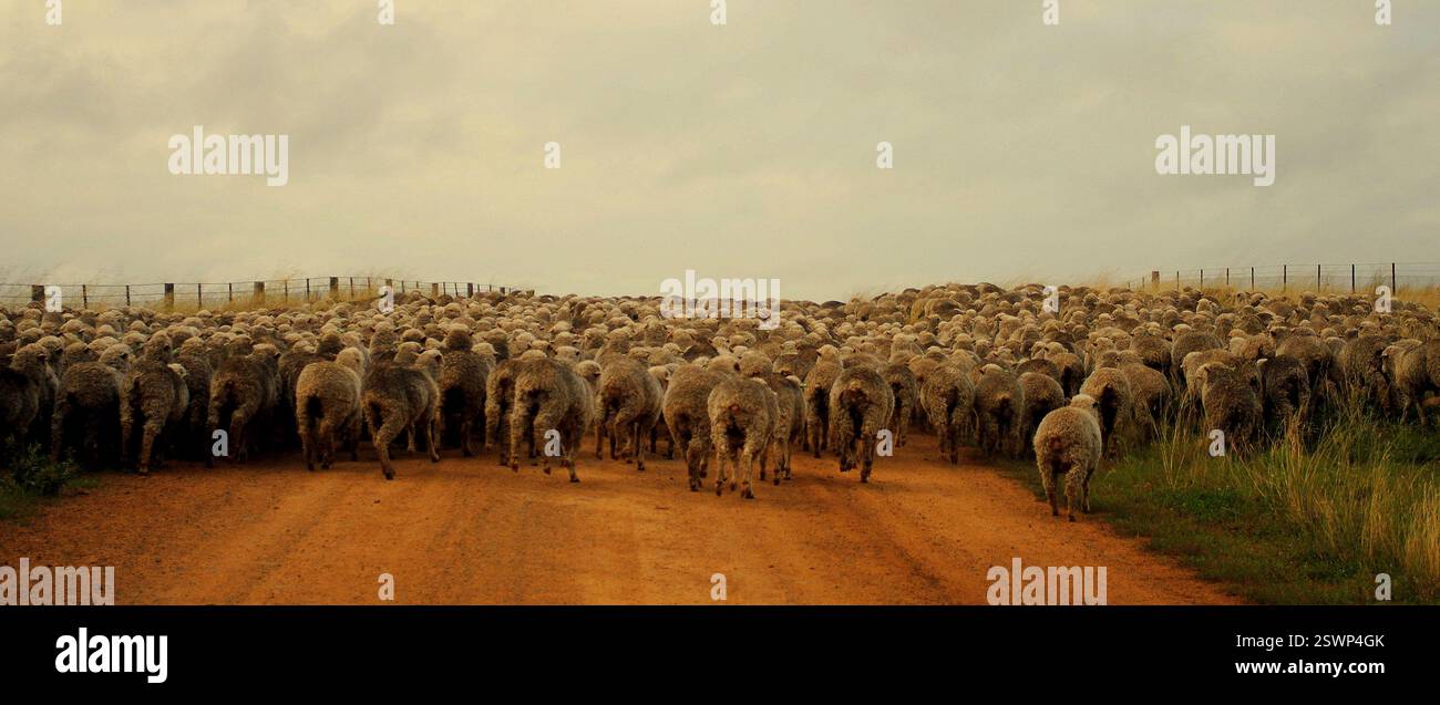flock of sheep in the pasture Stock Photo - Alamy