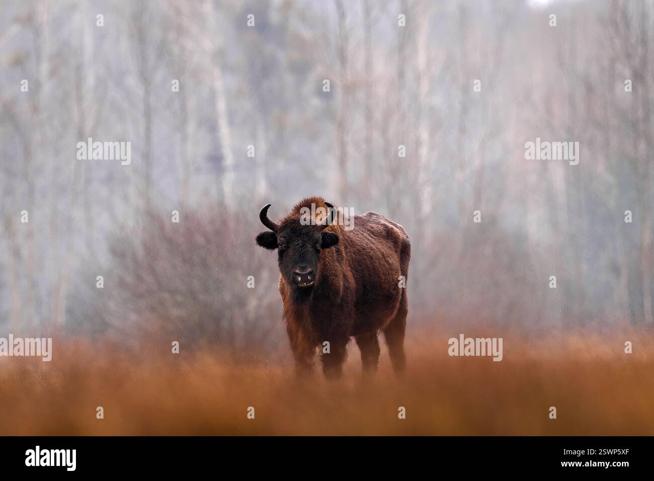 Europhean Bison, Bison bonasus, big brown animal in the nature habitat, s, Bialowieza NP, Poland. Wildlife scene from nature. Poland snow winter wildl Stock Photo