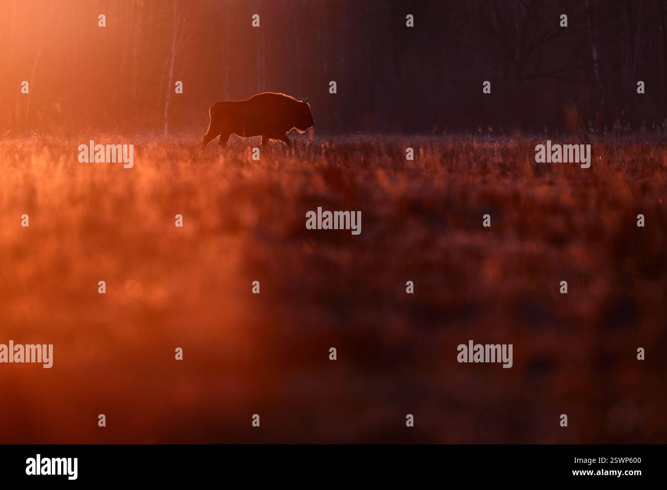 Poland snow winter sunset wildlife. Europhean Bison, Bison bonasus, big brown animal in the nature habitat, Bialowieza NP, Poland. Wildlife scene from Stock Photo