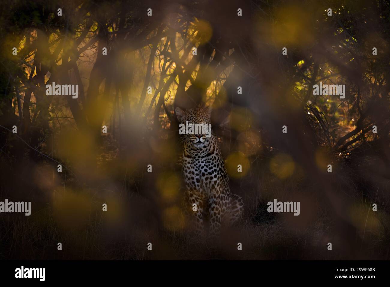 Leopard near Khwai river in Botswana. Africa wildlife. Wild cat hidden in the green vegetation. Wild cat  in the nature, lying under the tree, hidden Stock Photo