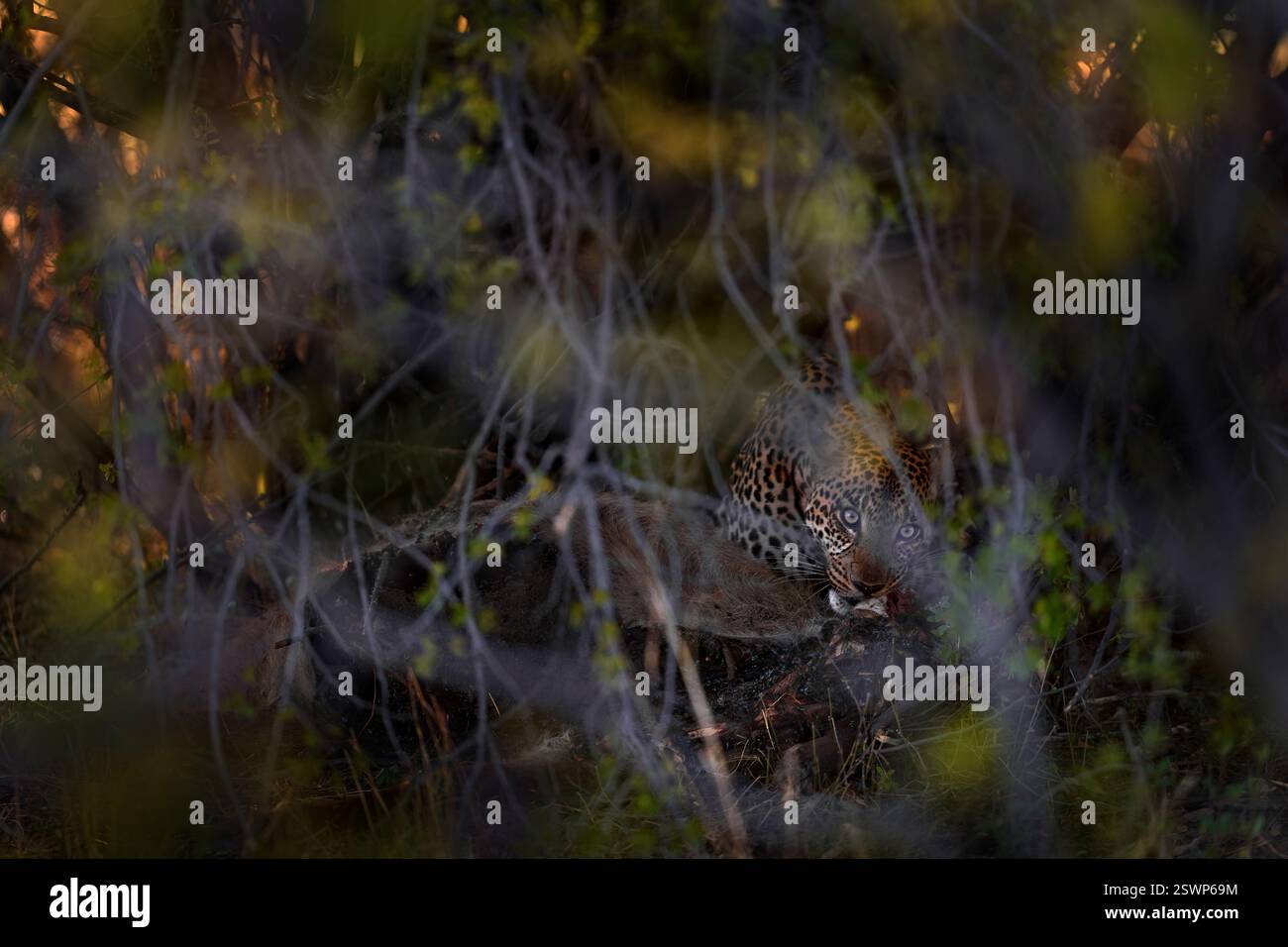 Leopard catch lechve antelope near Khwai river in Botswana. Africa wildlife. Wild cat hidden in the green vegetation. Wild cat  in the nature, lying u Stock Photo