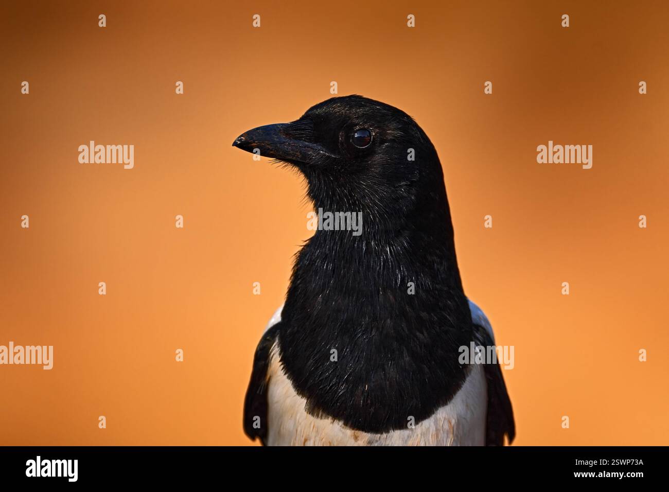 Magpie close-up detail, sunset orange head portrait.  Pica pica, black and white bird with long tail, in the nature habitat, clear background. Wildlif Stock Photo