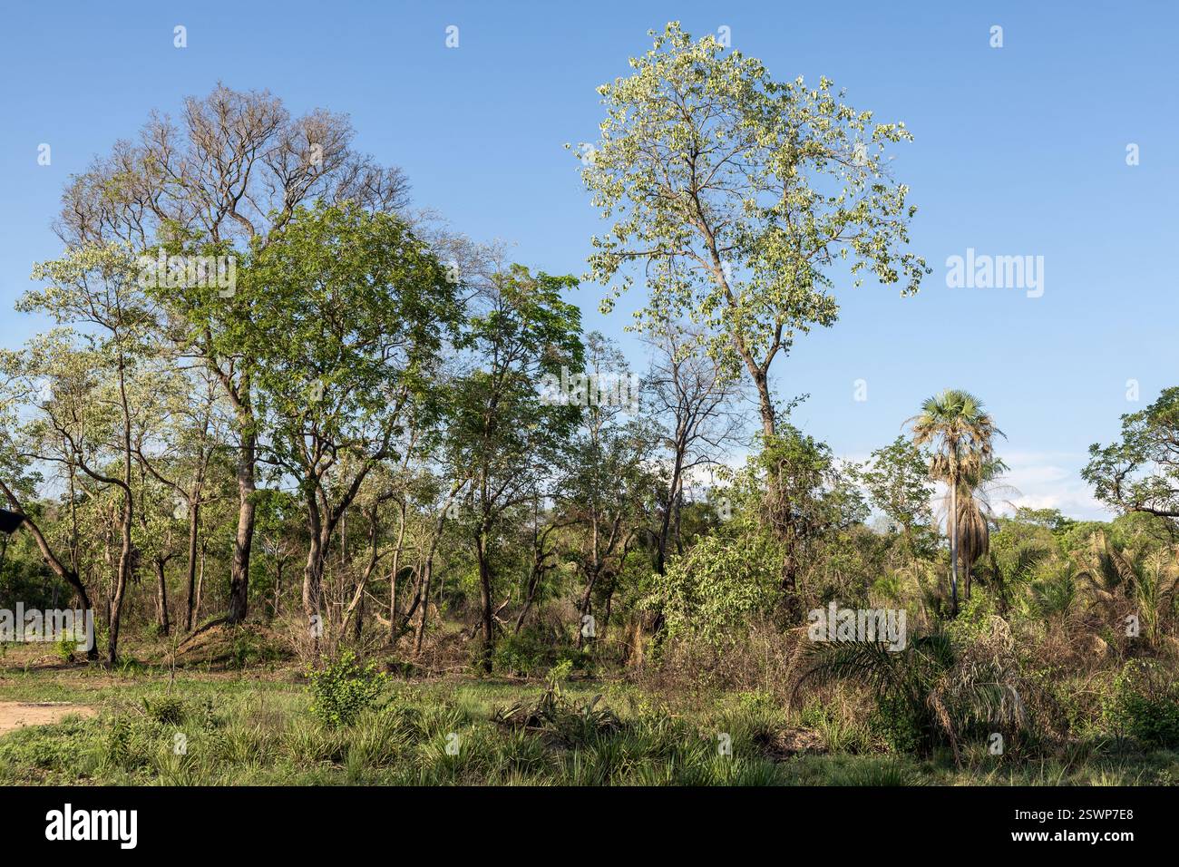 Mato grosso landscape hi-res stock photography and images - Alamy