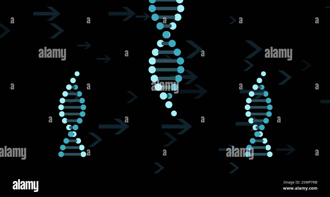 DNA strands and arrows, genetic data image over black background Stock ...