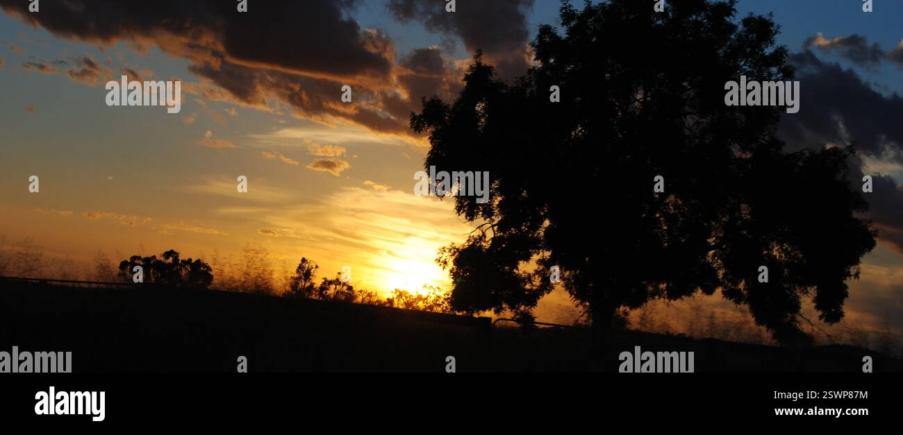 tree in silhouette at sunrise Stock Photo - Alamy