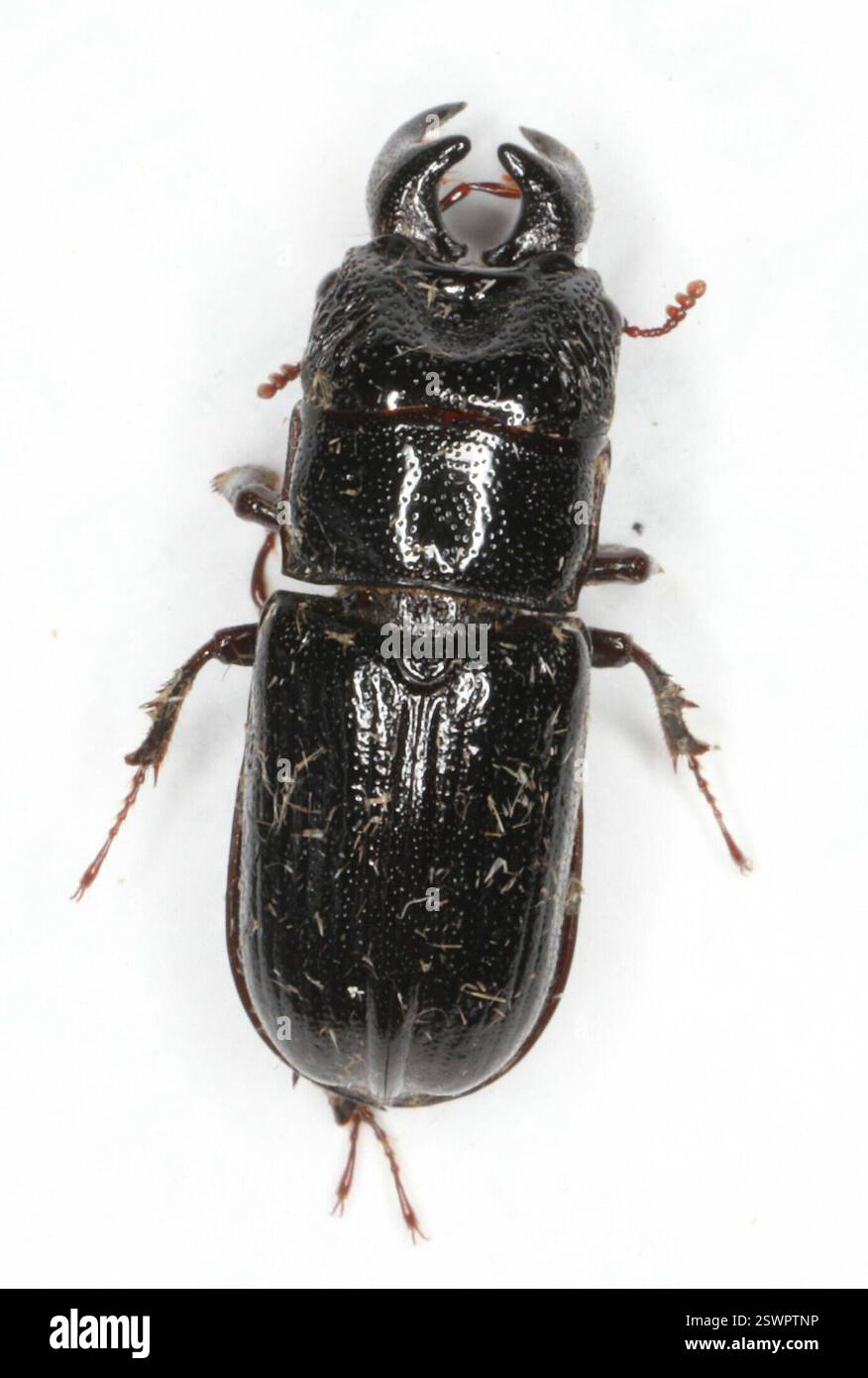 Red-rot Decay Stag Beetle (Ceruchus piceus), Insecta, Thunder Bay ...