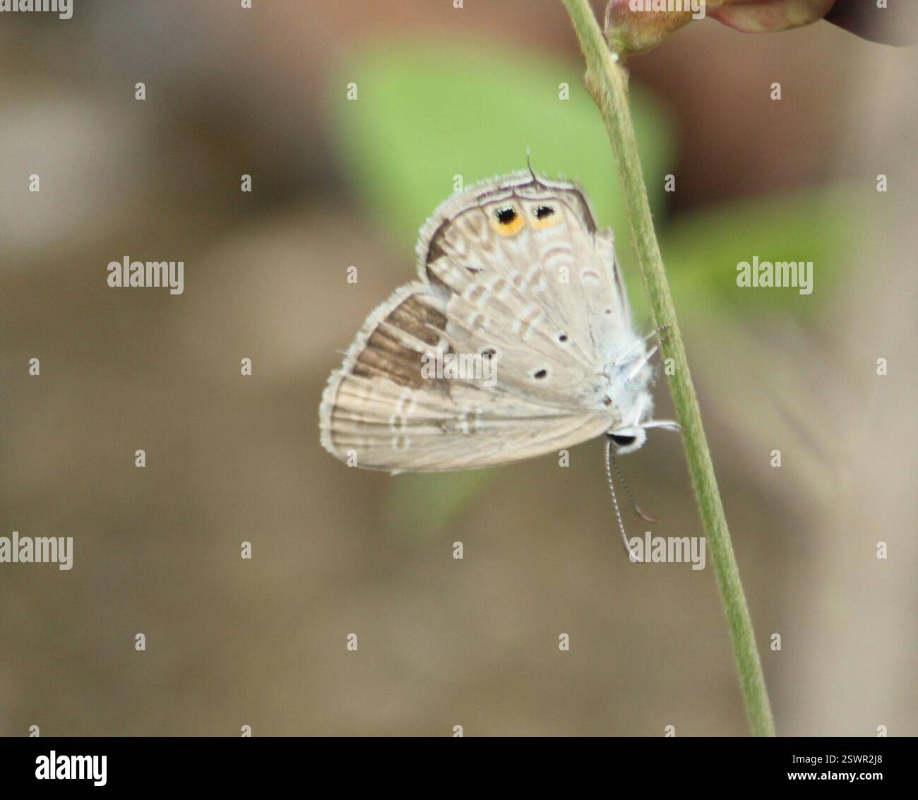 Gram Blue (Euchrysops cnejus), Insecta, Kengeri Satellite Town ...