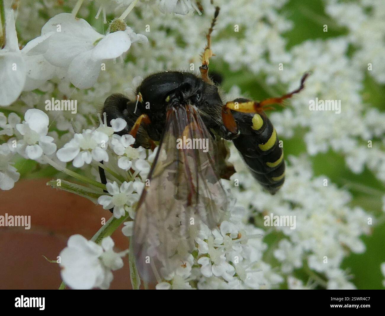 Eastern Ant-Queen Kidnapper (Aphilanthops frigidus), Insecta, Warren ...