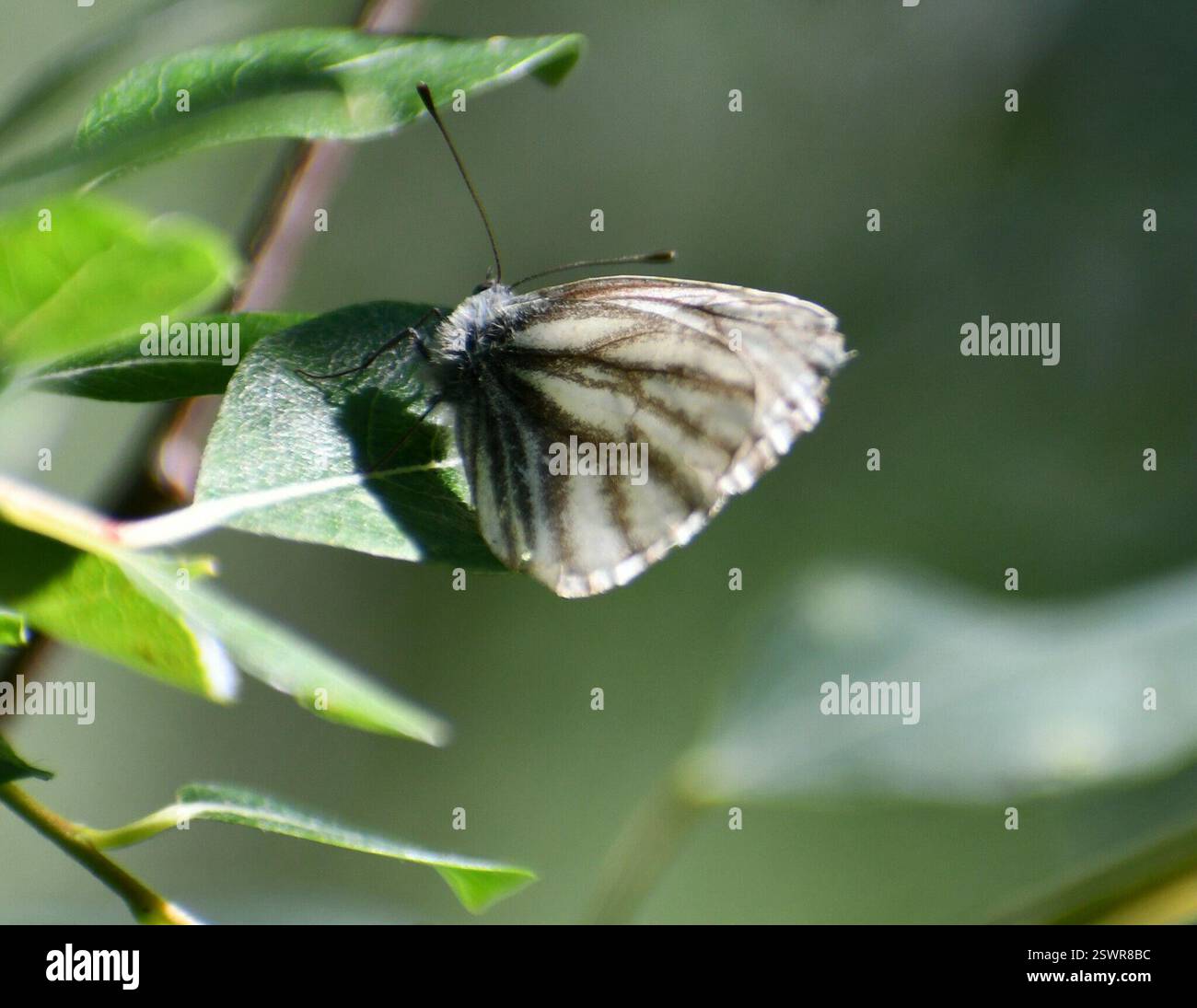 Arctic White (Pieris angelika), Insecta, Mayo area Stock Photo - Alamy