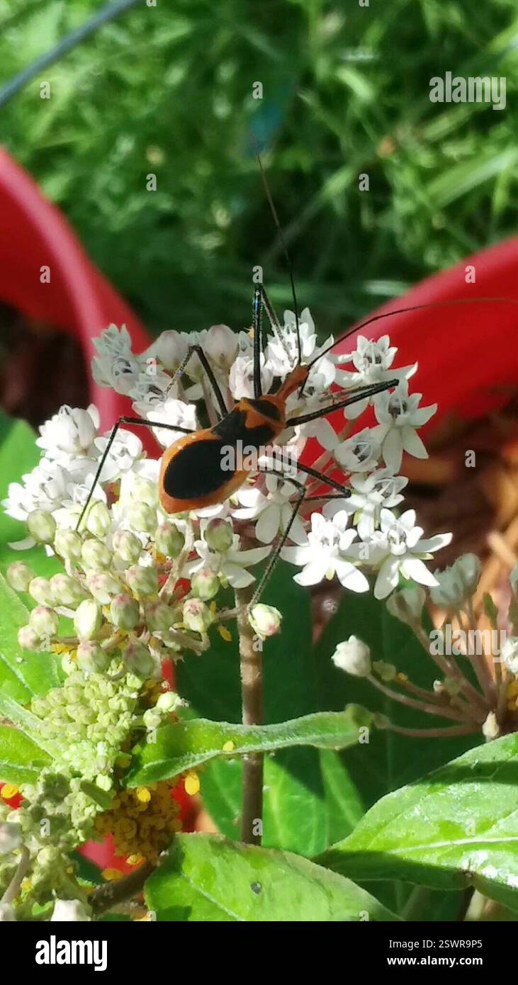 Oleander Insect Oleander Aphid (Aphis nerii), Insecta, 00 Windsor Forest, Savannah, GA ...