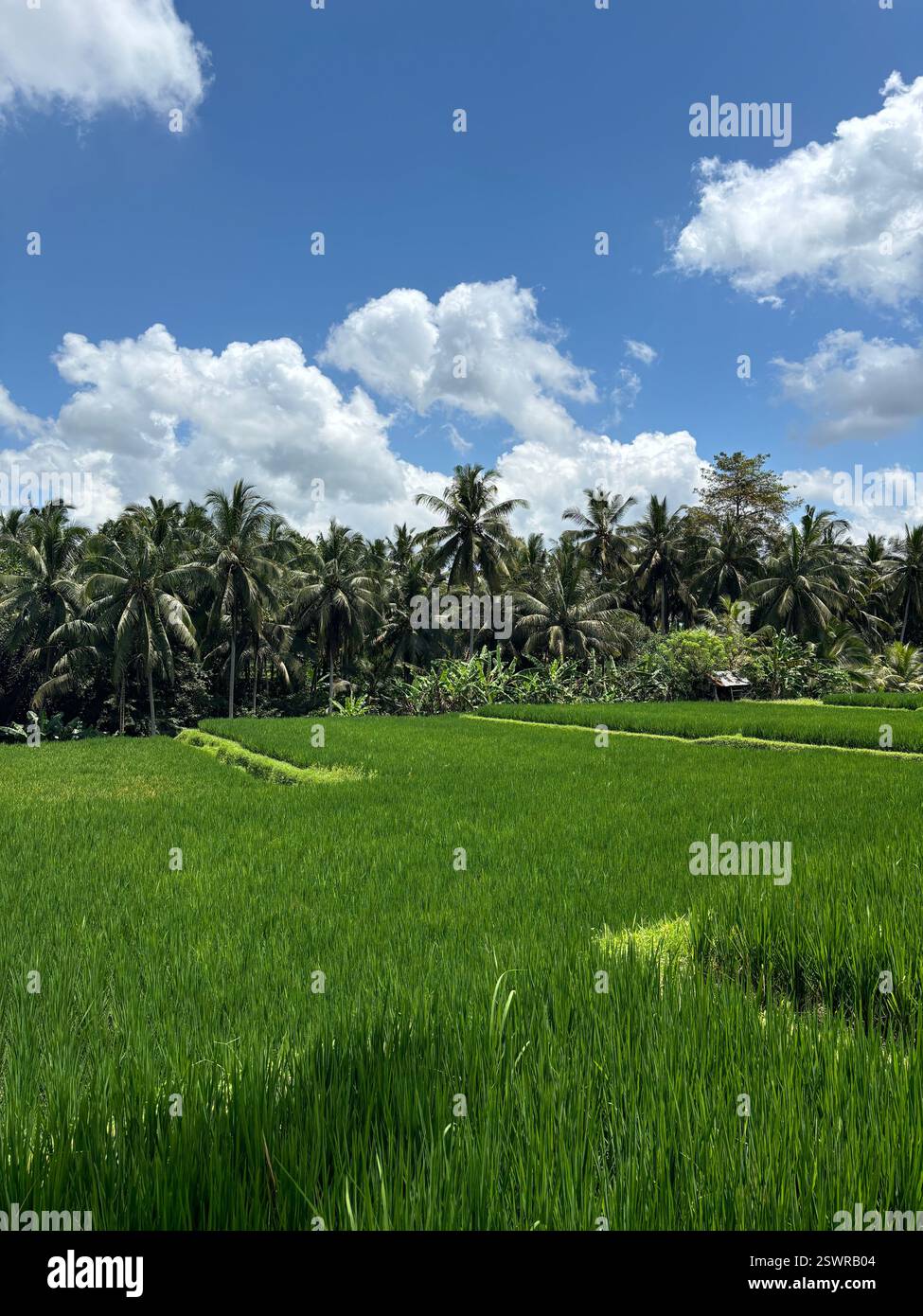 Breathtaking view lush green rice hi-res stock photography and images ...