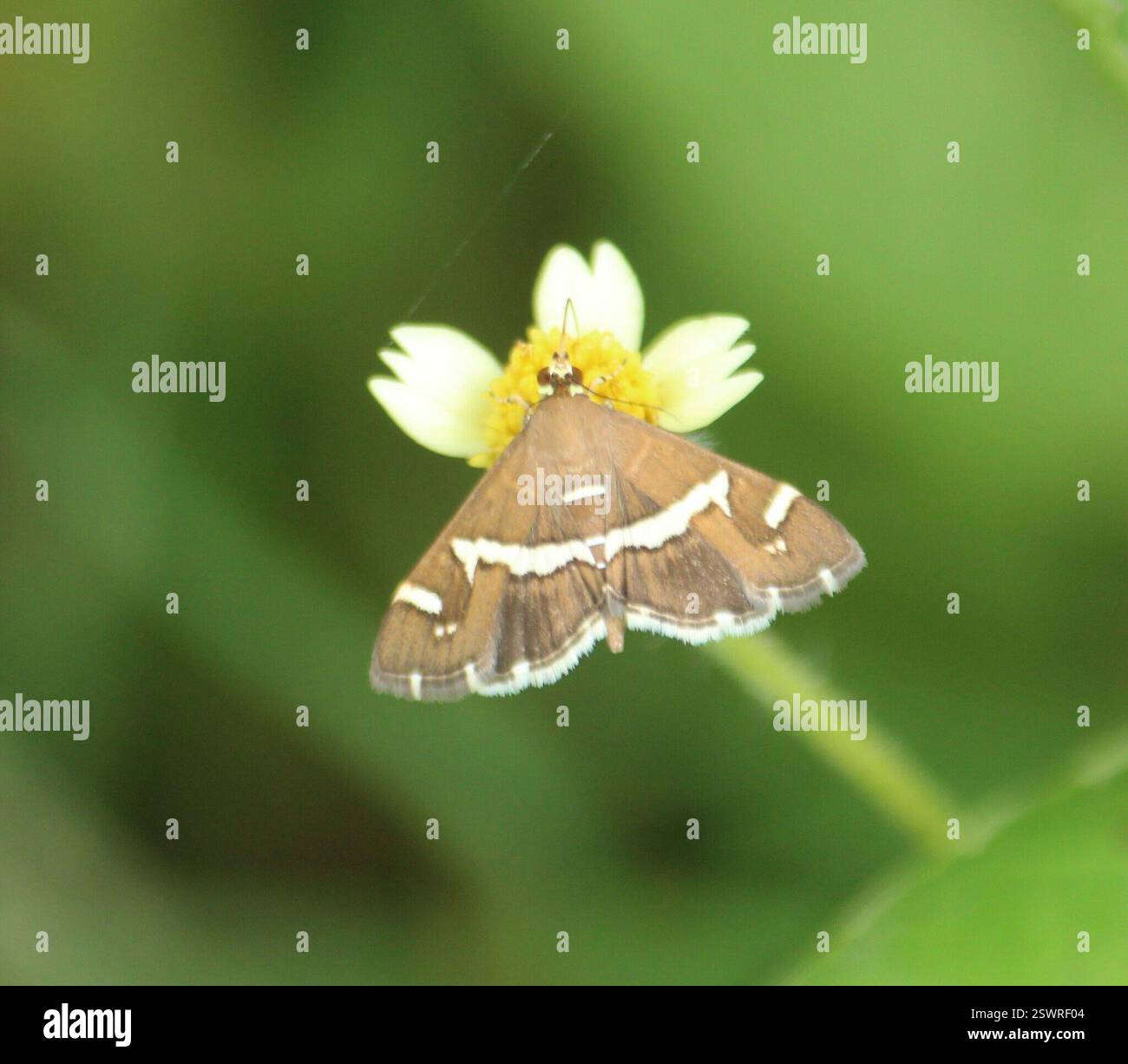 Hawaiian Beet Webworm Moth (Spoladea recurvalis), Insecta, Kengeri ...