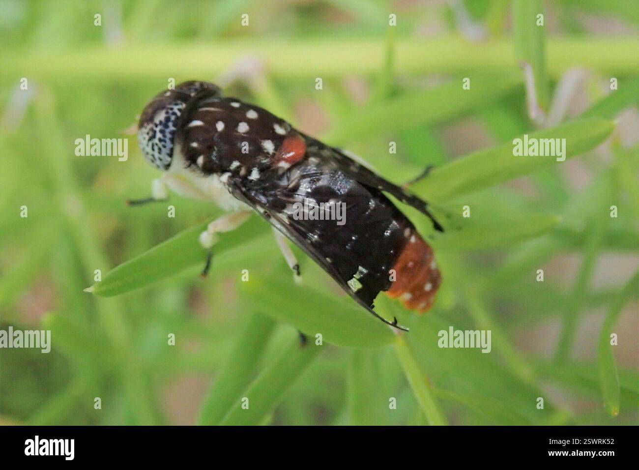 Mottled Horse Fly (Euancala maculatissima), Insecta, Jakkalsbessie ...