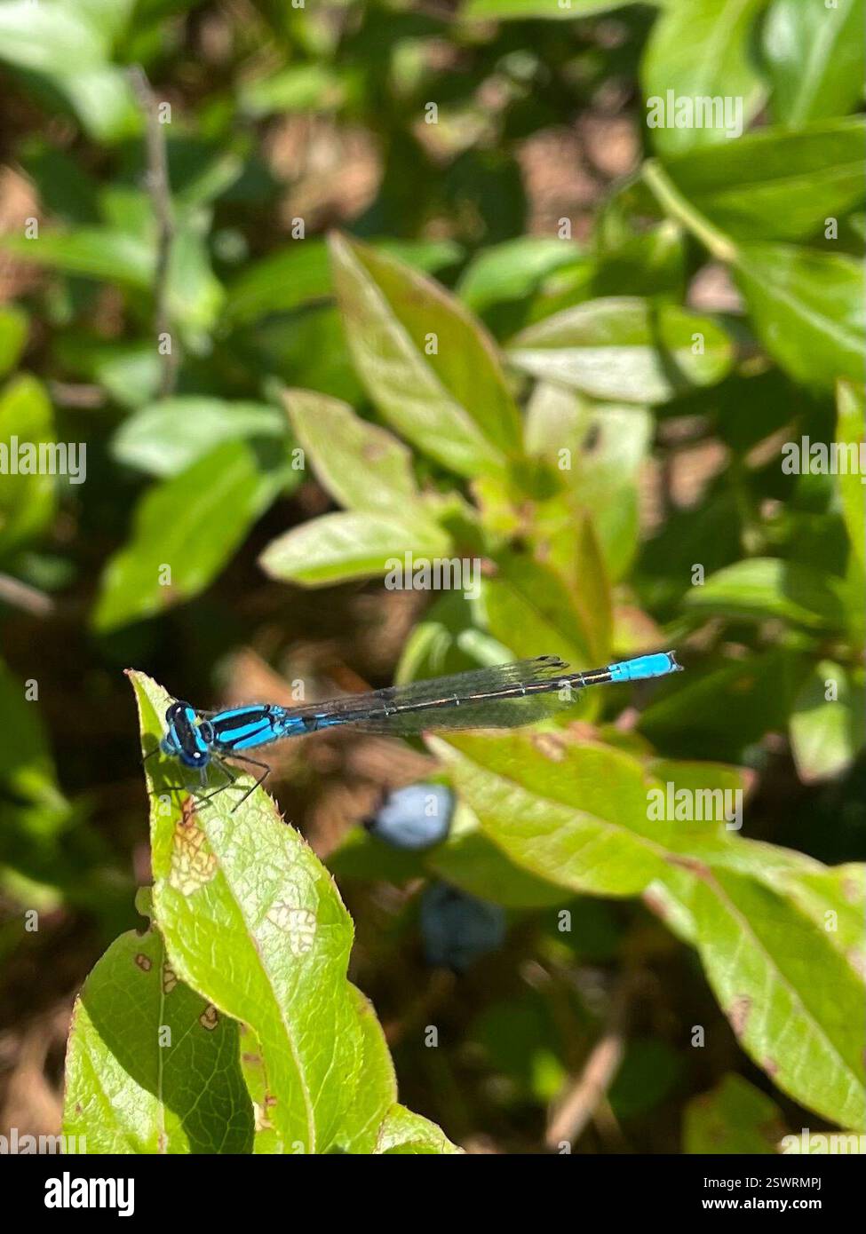 Azure Bluet (Enallagma aspersum), Insecta, Killarney, ON, CA, Part of ...