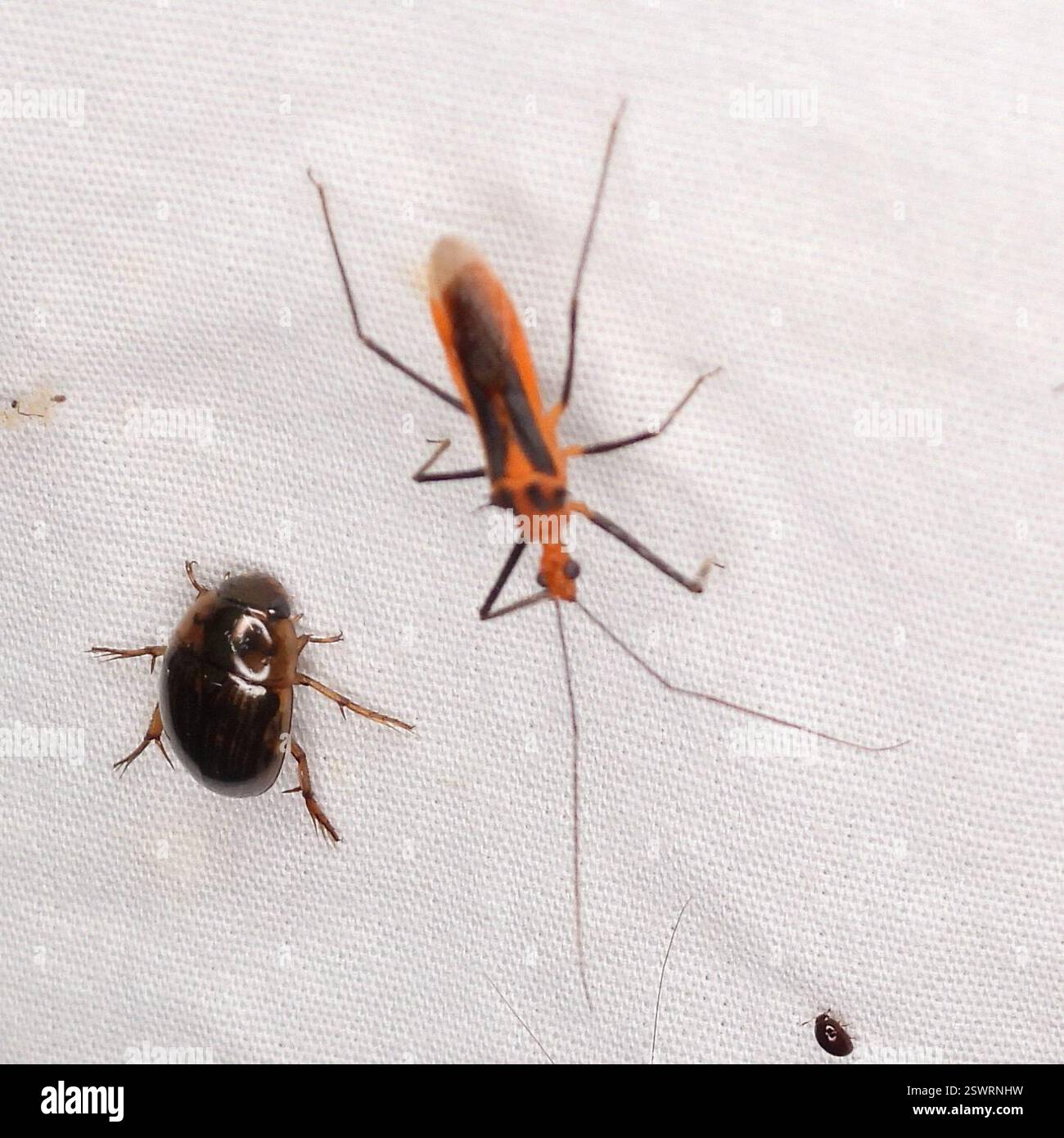 Red Bull Assassin Bug (Repipta taurus), Insecta, Kaufman County, TX ...