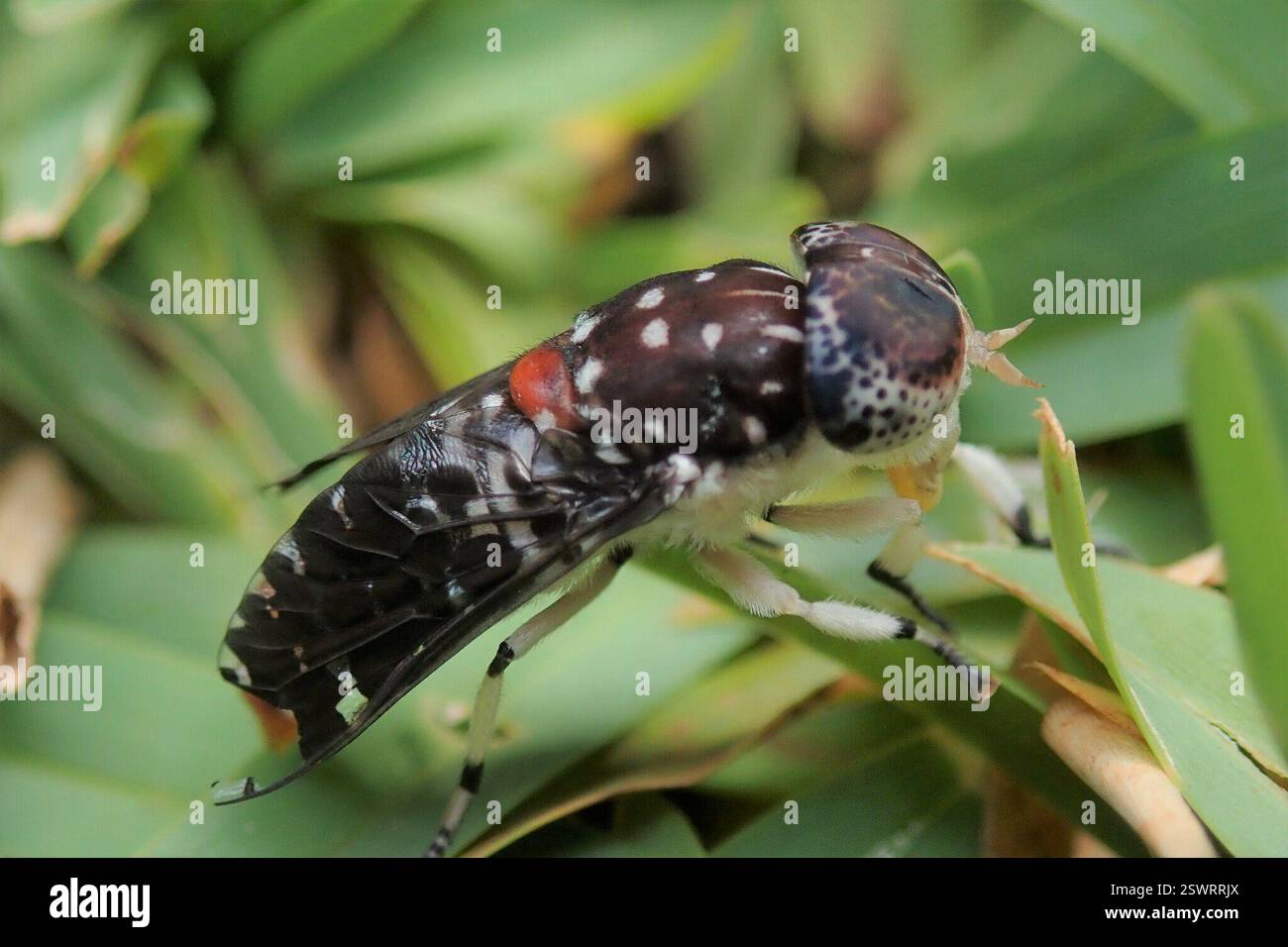 Mottled Horse Fly (Euancala maculatissima), Insecta, Jakkalsbessie ...