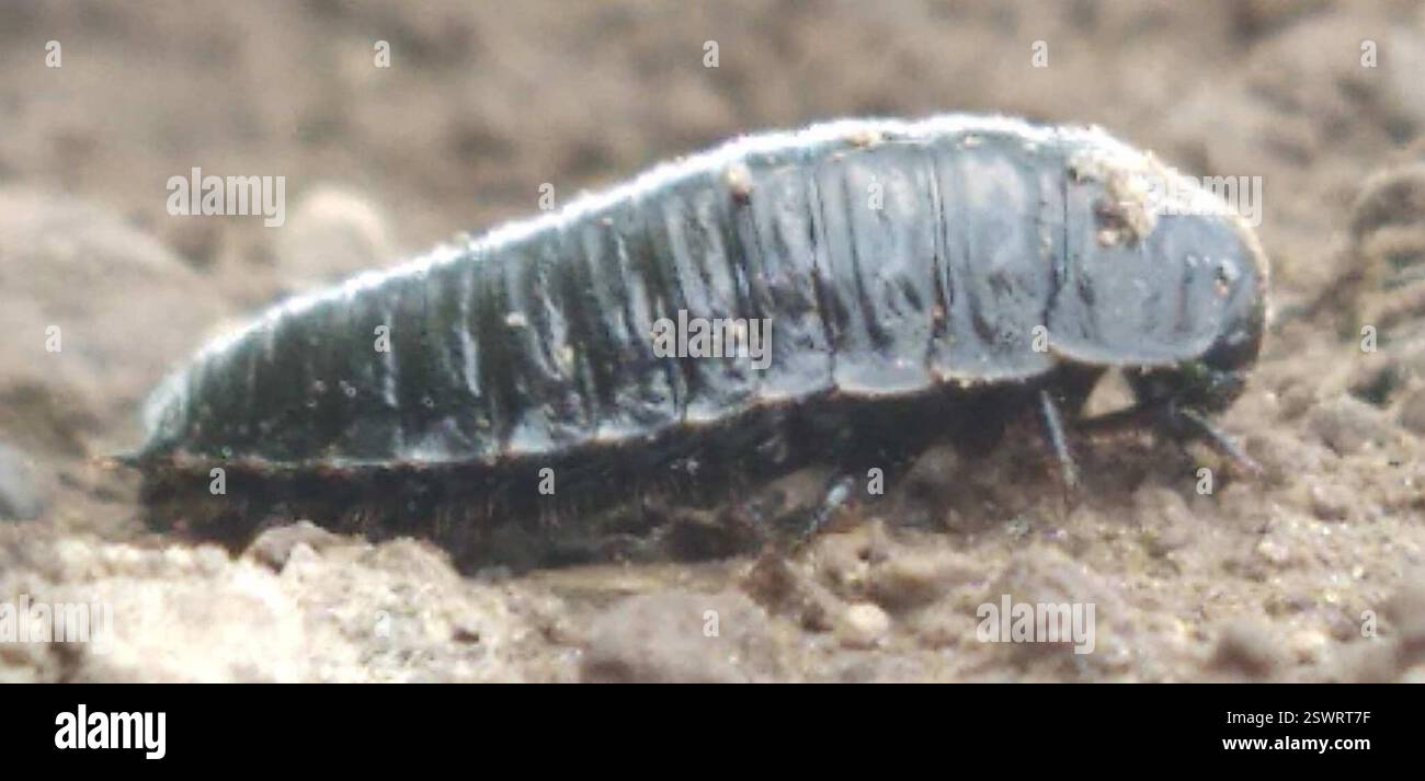 Carrion Inset Burying and Carrion Beetles (Silphidae), Insecta, 6850 Paliseul ...
