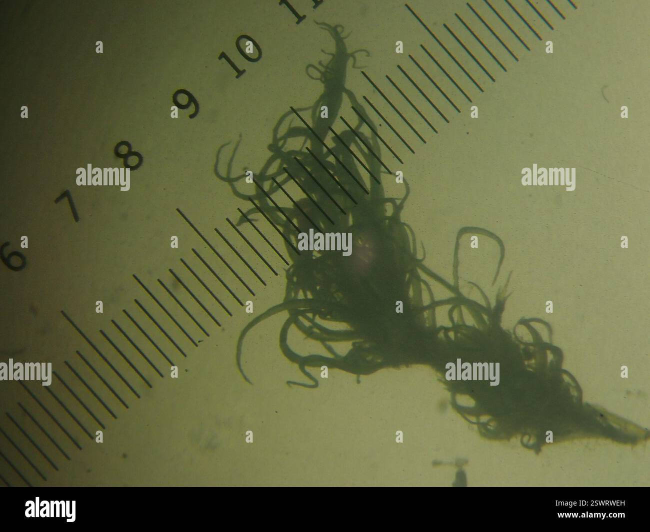 Microphyllous leaves hi-res stock photography and images - Alamy